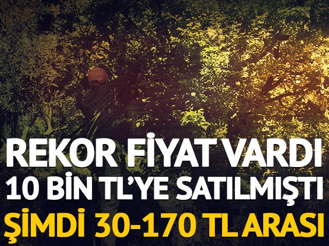 Rekor fiyat vardı, 10 bin TL'ye satılmıştı: Şimdi 30-170 TL arası