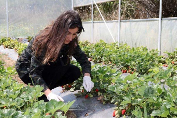 Kariyerini bırakıp çilek üretmeye başladı, pazara bile çıkmadan hepsini sattı! G3