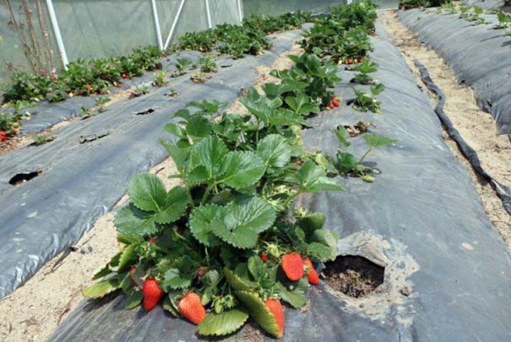 Kariyerini bırakıp çilek üretmeye başladı, pazara bile çıkmadan hepsini sattı! G5