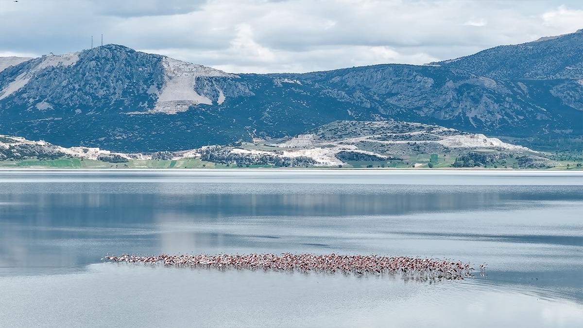 Yağışlar sonrası kuruyan g&ouml;l yeniden doldu! Flamingolar akın etti 3