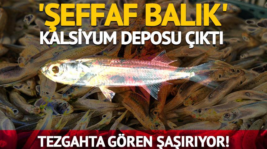 Tezgahta g&ouml;ren şaşırıyor! Şeffaf balık tam bir kalsiyum deposu