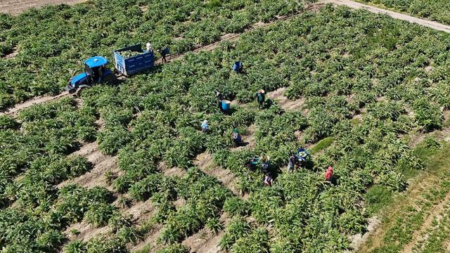 Mesaisi öğlene kadar sürüyor: Ona dönmeye başladılar 'Para ediyor'