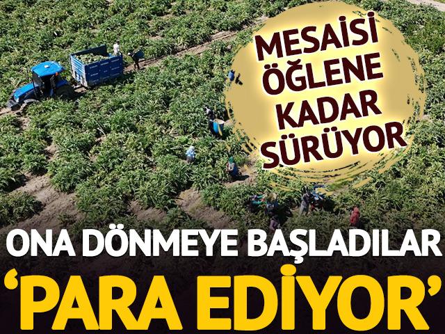 Mesaisi &ouml;ğlene kadar s&uuml;r&uuml;yor: Ona d&ouml;nmeye başladılar 'Para ediyor'