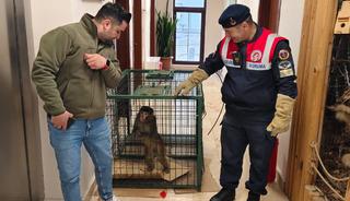 Yozgat'ta 'Hint Şebeği' bulundu! G&ouml;ren hayrete d&uuml;ş&uuml;yor