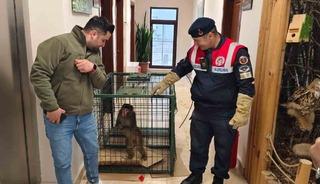 Yozgat&rsquo;ta yakalanan Hint şebeği maymunu Ankara&rsquo;da koruma altına alındı