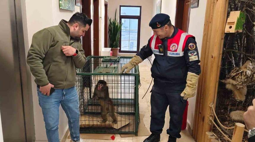 Yozgat&rsquo;ta yakalanan Hint şebeği maymunu Ankara&rsquo;da koruma altına alındı