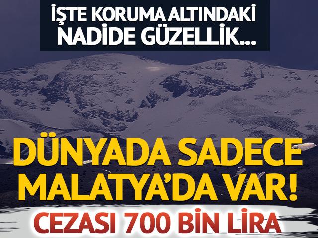 D&uuml;nyada sadece Malatya'da var! Koparmanın cezası 700 bin lira
