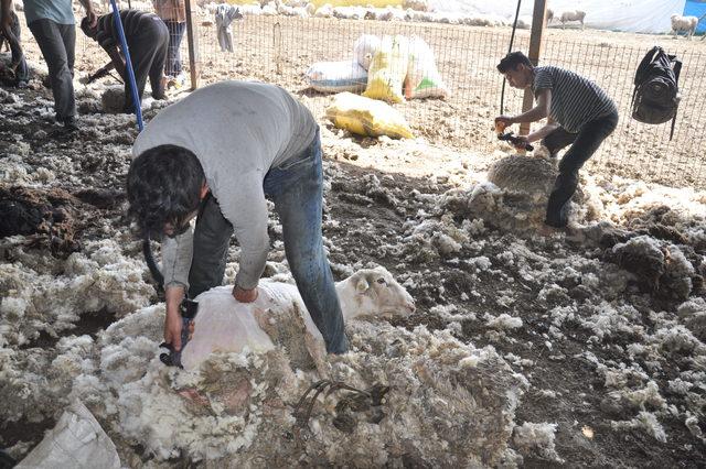 Koyunları kırpma zamanı