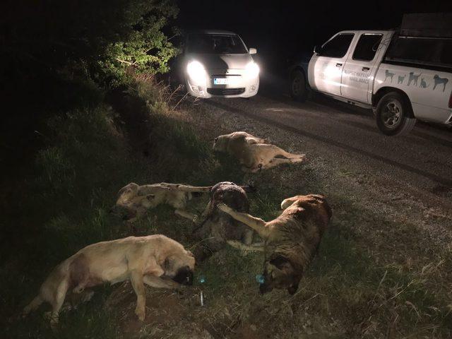 Zehirlendiği ileri sürülen 5 köpek tarlada ölü bulundu