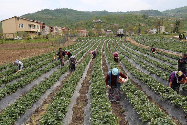 Ordu'da çilek üretiminde rekor artış