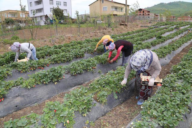 Ordu'da çilek üretiminde rekor artış