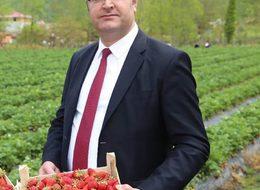 Ordu'da çilek üretiminde rekor artış