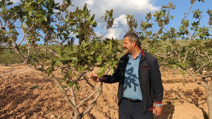 Fıstık üreticileri 6 bin lira maaşla çalıştıracak işçi bulamıyor G1