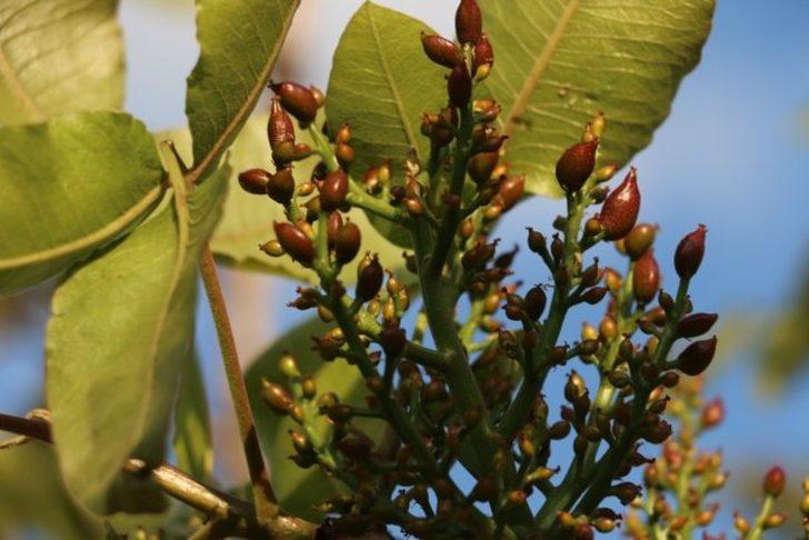 Fıstık üreticileri 6 bin lira maaşla çalıştıracak işçi bulamıyor G3