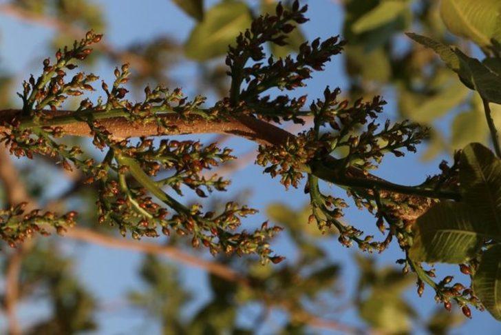 Fıstık üreticileri 6 bin lira maaşla çalıştıracak işçi bulamıyor G4