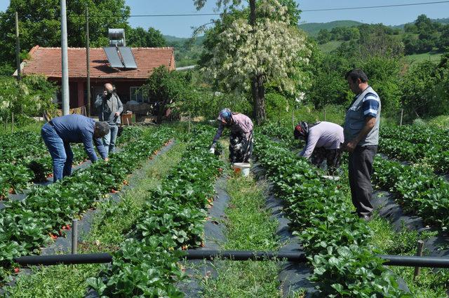 ‘Kırmızı Elmas’ta erken hasat