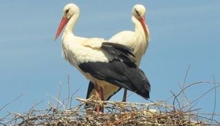 Afşin&rsquo;e baharın m&uuml;jdecisi leylekler geldi