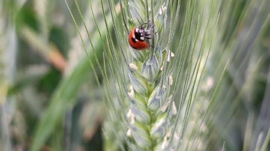 Salihli&rsquo;de &ccedil;ift&ccedil;iye kritik uyarı: Buğday tarlalarında ila&ccedil;lama yapmayın