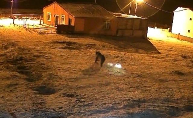 Bozayı evin bah&ccedil;esine girdi, kızıl tilki &ccedil;&ouml;pte yiyecek aradı 2