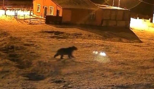Bozayı evin bah&ccedil;esine girdi, kızıl tilki &ccedil;&ouml;pte yiyecek aradı 1