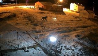 Bozayı evin bah&ccedil;esine girdi, kızıl tilki &ccedil;&ouml;pte yiyecek aradı