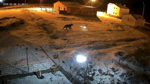 Bozayı evin bahçesine girdi, kızıl tilki çöpte yiyecek aradı