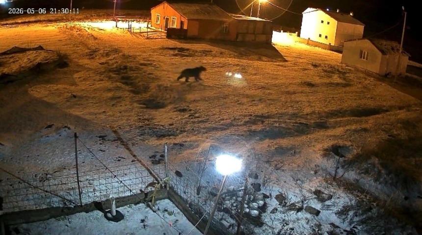 Bozayı evin bah&ccedil;esine girdi, kızıl tilki &ccedil;&ouml;pte yiyecek aradı