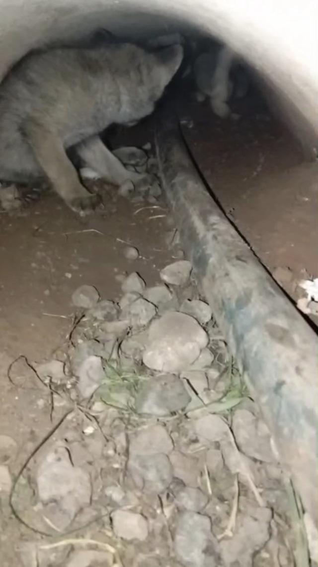 Elazığ&rsquo;da tilki yavruları yuvalarında g&ouml;r&uuml;nt&uuml;lendi 3