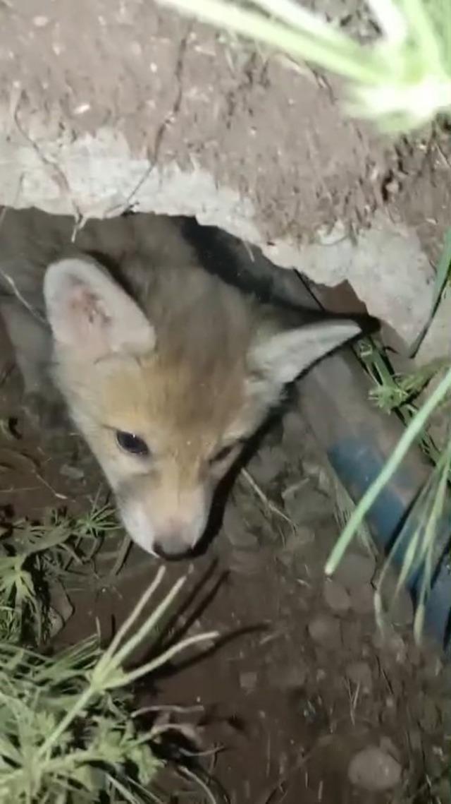 Elazığ&rsquo;da tilki yavruları yuvalarında g&ouml;r&uuml;nt&uuml;lendi 2