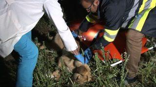 Depremde enkaz altında kalan köpek 16 saat sonra çıkarıldı