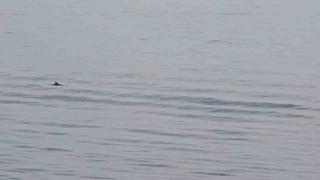 Tekirdağ açıklarında yunuslardan görsel şölen
