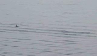 Tekirdağ a&ccedil;ıklarında yunuslardan g&ouml;rsel ş&ouml;len