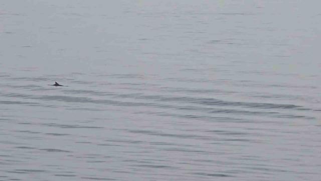 Tekirdağ açıklarında yunuslardan görsel şölen