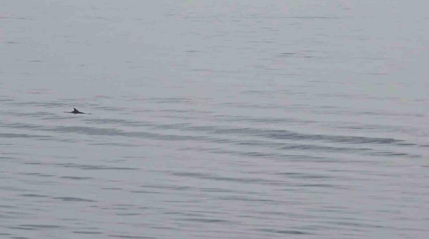 Tekirdağ a&ccedil;ıklarında yunuslardan g&ouml;rsel ş&ouml;len