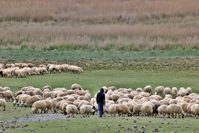 Erzincanlı üreticileri kuraklık endişesi sardı