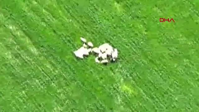 Yer: Amasya! Merada kaybolan 30 koyun, dronla tespit edildi