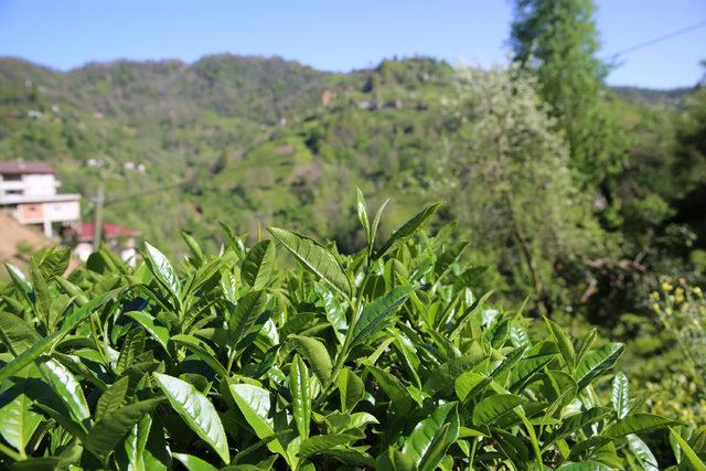 Yaş çay alım kampanyası kota artışı ile başladı