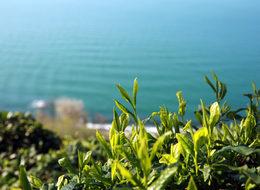 Yaş çay alım kampanyası kota artışı ile başladı