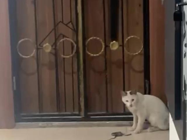 Kedinin yılanla oyunu kamerada