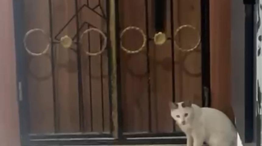 Kedinin yılanla oyunu kamerada