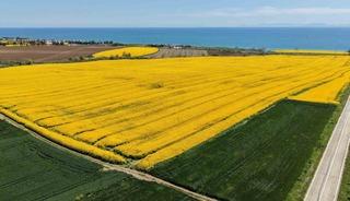 Tekirdağ&rsquo;da sarı bahar: Muhteşem g&ouml;r&uuml;nt&uuml;ler ortaya &ccedil;ıktı