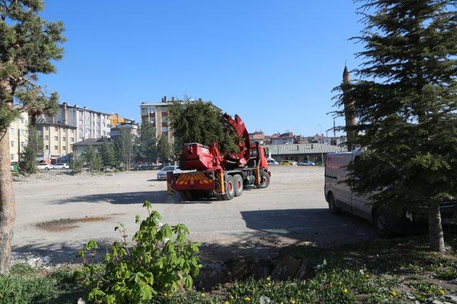 Sivas Belediyesi ağaçları naklediyor