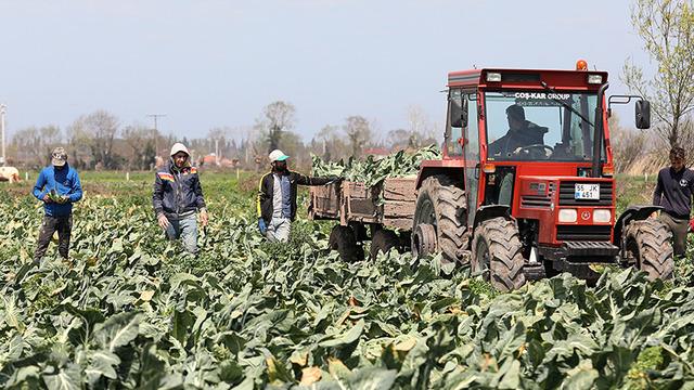 Bafra Ovası'nda karnabahar hasadında sona yaklaşıldı