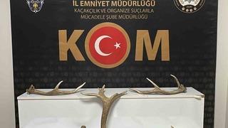 Kırşehir’de iş yerinde kızıl geyik boynuzu ele geçirildi