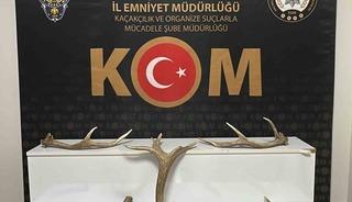 Kırşehir&rsquo;de iş yerinde kızıl geyik boynuzu ele ge&ccedil;irildi