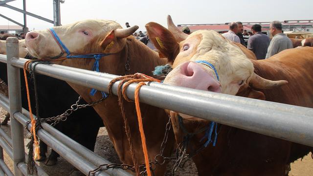 Çorum'da hayvan pazarında Kurban Bayramı haraketliliği başladı