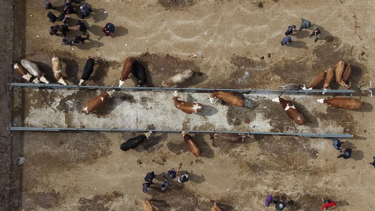 Çorum da hayvan pazarında Kurban Bayramı haraketliliği başladı 1