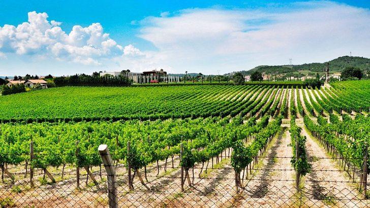 Enginar Festivali rehberi  G2