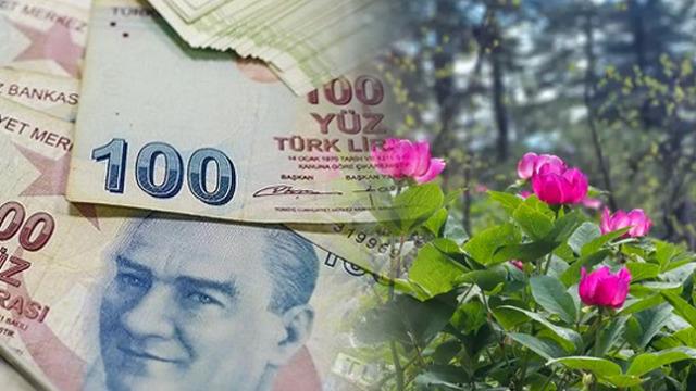 Şakayıklar a&ccedil;tı: Bu &ccedil;i&ccedil;eği koparan 700 bin TL'lik cezadan ka&ccedil;amıyor