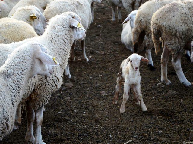 TARSİM’den hayvancılığa destek